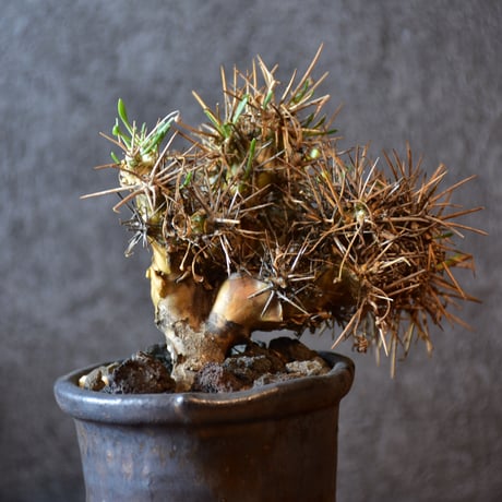 Othonna euphorbioides　オトンナ ユーフォルビオイデス　発根済現地株 #1