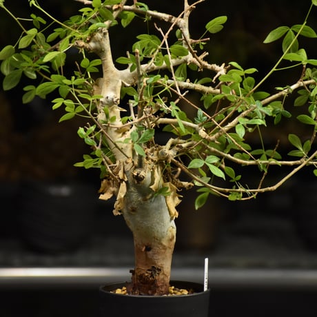 Commiphora holtziana コミフォラ ホルトジアナ 発根済現地株 H20