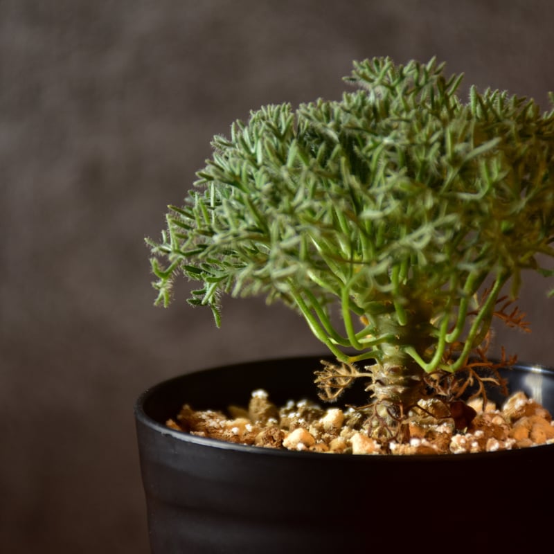 Monsonia multifida モンソニア ムルチフィダ 実生株 #1 | BONDEX