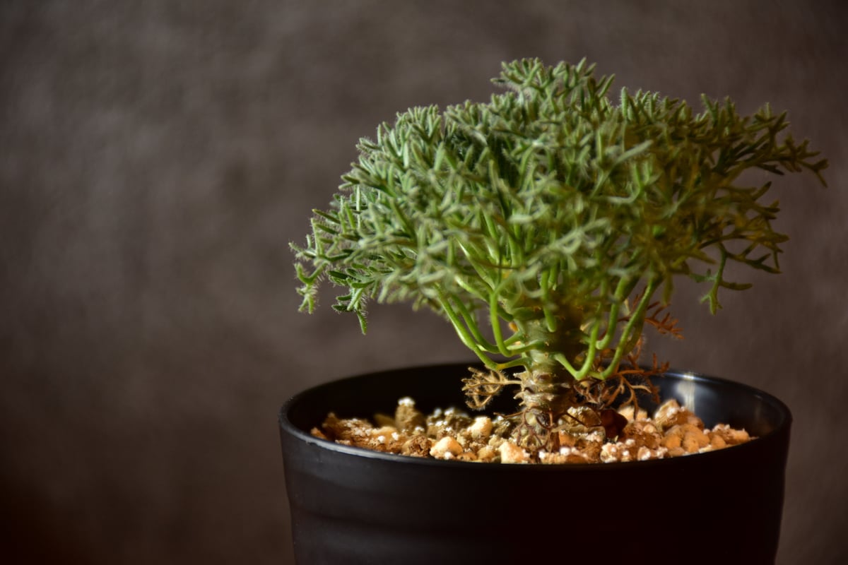Monsonia multifida モンソニア ムルチフィダ 実生株 #1 | BONDEX Monsonia multifida モンソニア ムルチフィダ 実生株 #1 | BONDEX