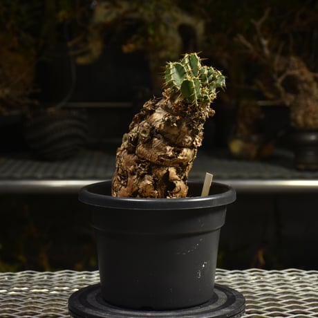 ムランジーナ | STORES