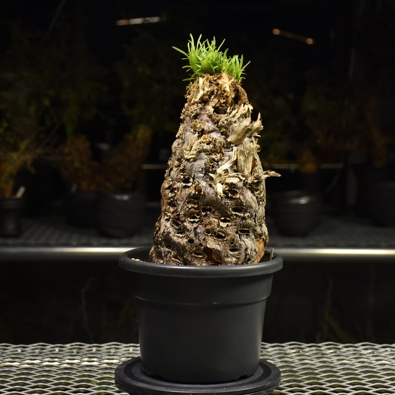 ムランジーナ　現地球発根済 ユーフォルビア ムランジーナ 現地球 発根済 良株