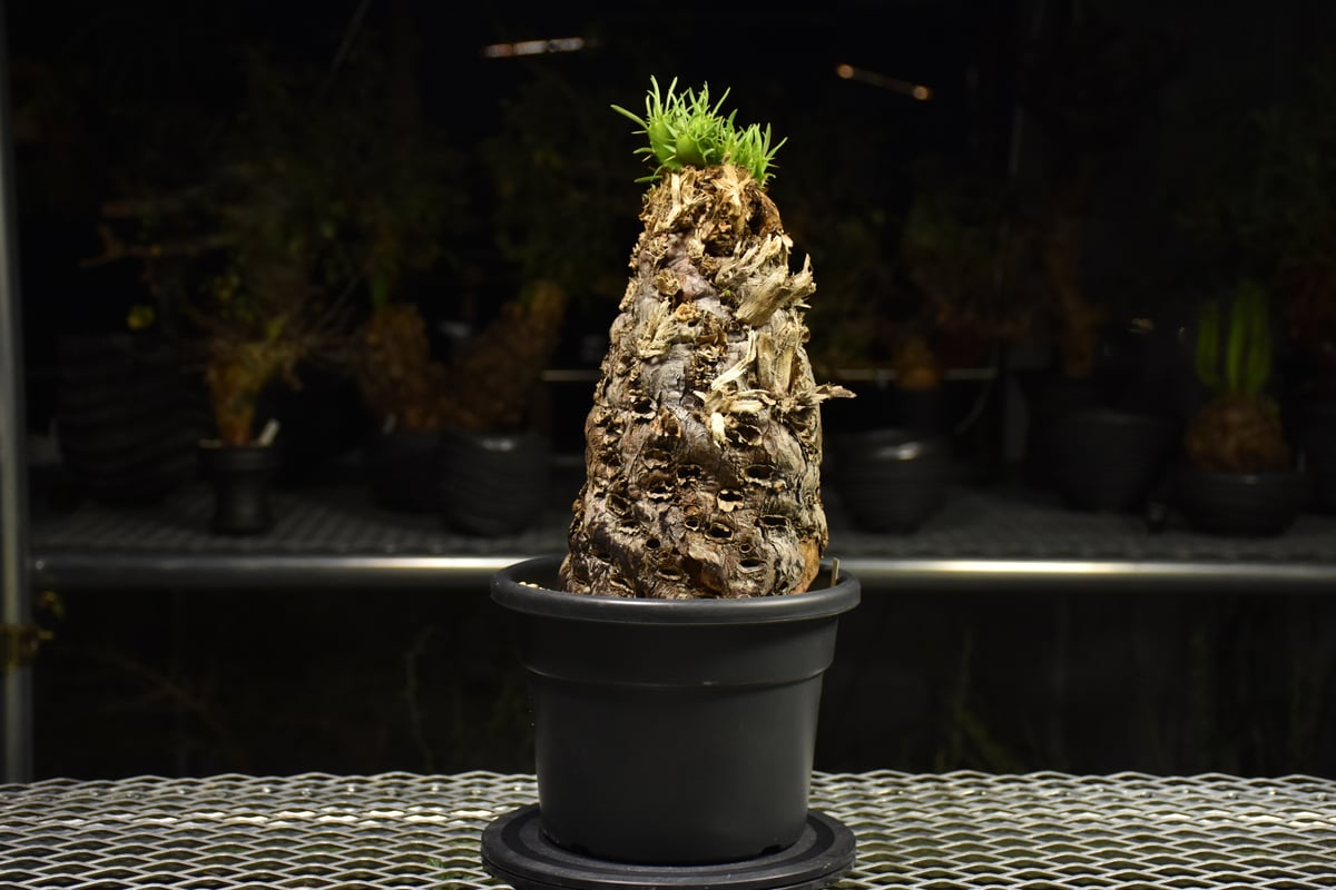 Euphorbia mlanjeana ユーフォルビア ムランジーナ 発根済現地株 I42 |