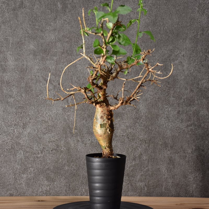 発根済み　現地球　コミフォラ・ハベシニカ Commiphora habessinica コミフォラ ハベシニカ 発根済現地株 #2