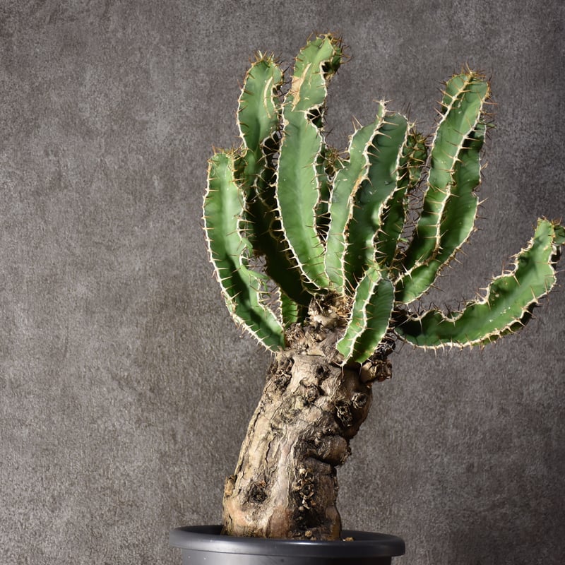 Euphorbia mlanjeana ユーフォルビア ムランジーナ 発根済現地株 Euphorbia mlanjeana ユーフォルビア ムランジーナ 発根済現地株