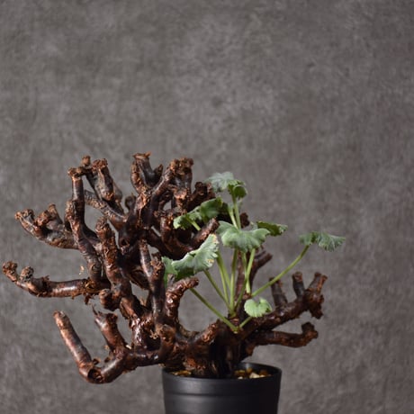 Pelargonium mirabile　ペラルゴニウム ミラビレ　発根済現地株 #2