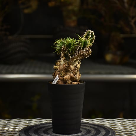ユーフォルビアムランジーナ　現地球　Euphorbia mlanjeana ② euphorbia mlanjeana