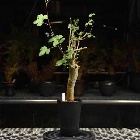 Commiphora holtziana コミフォラ ホルトジアナ 発根済現地株 H22