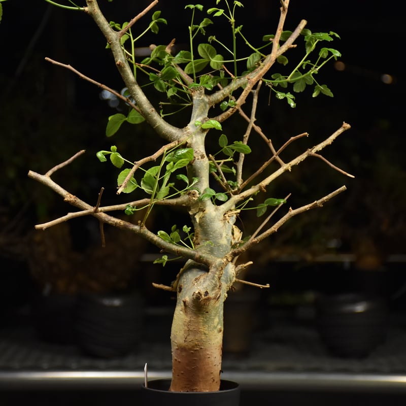 Commiphora holtziana コミフォラ ホルトジアナ 発根済現地株 H28 |