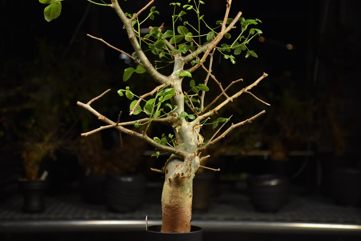Commiphora holtziana コミフォラ ホルトジアナ 発根済現地株 H28 |
