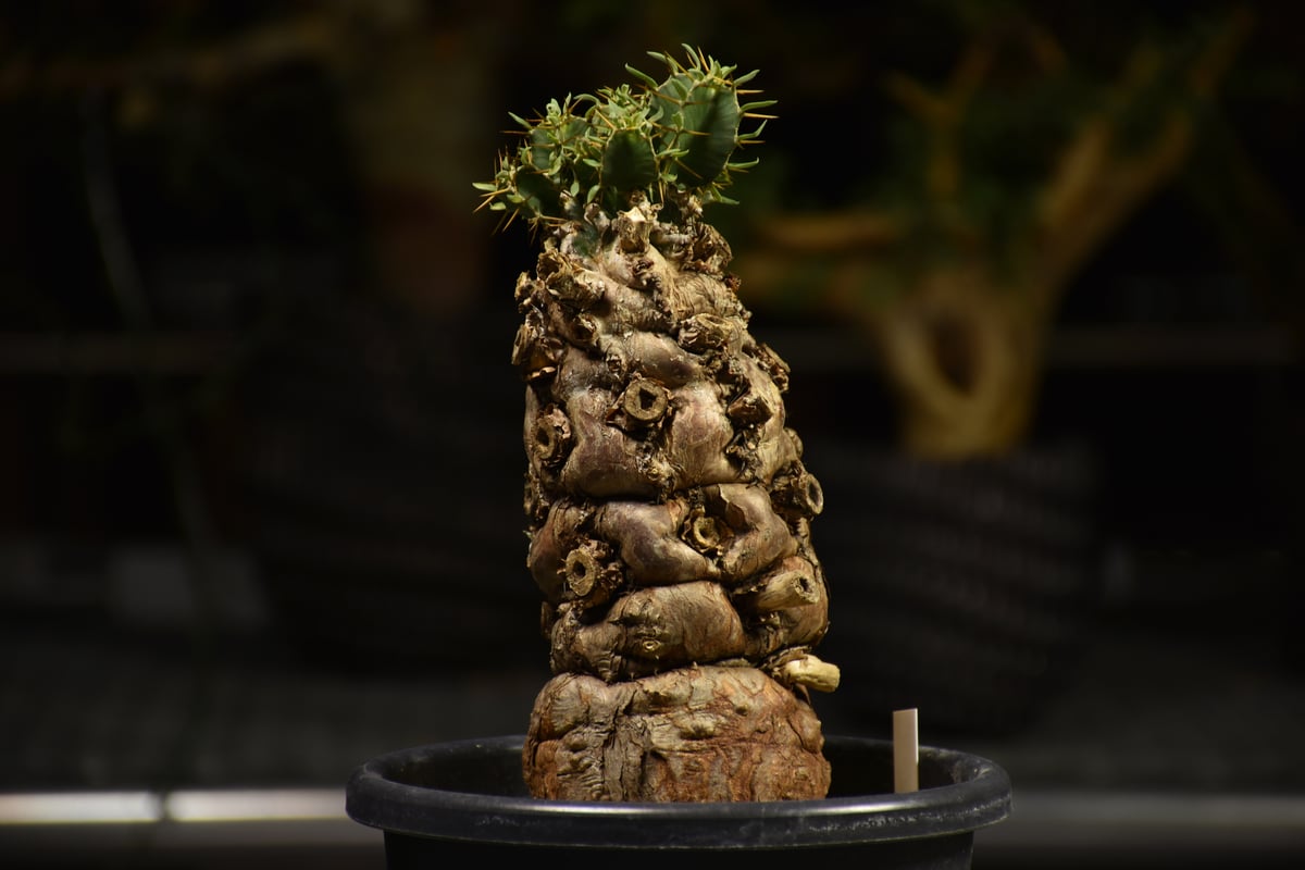 ユーフォルビア　ムランジーナ　7株セット Euphorbia mlanjeana ユーフォルビア ムランジーナ 発根済現地株