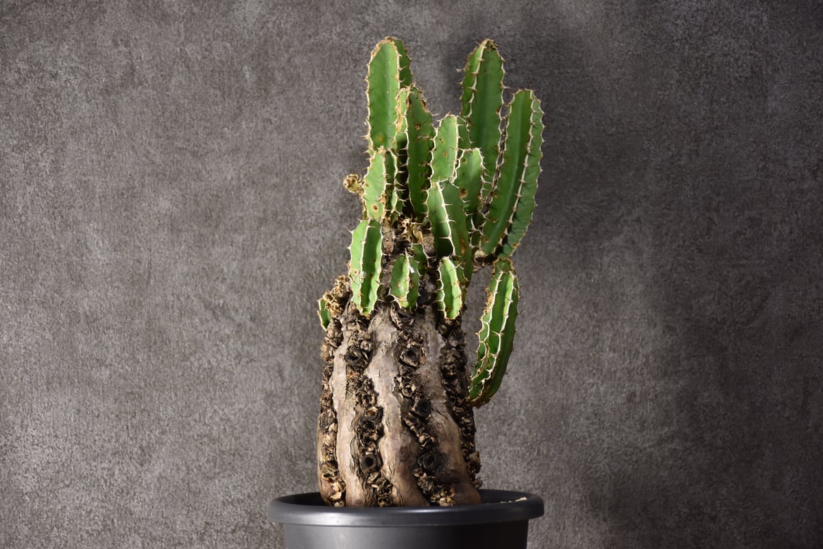 Euphorbia mlanjeana ユーフォルビア ムランジーナ 発根済現地株