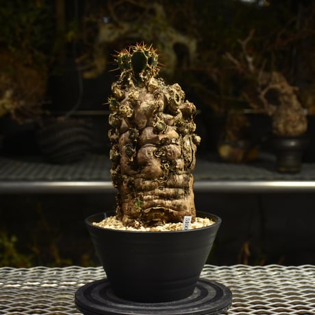 Euphorbia mlanjeana　ユーフォルビア ムランジーナ 発根済現地株 I49