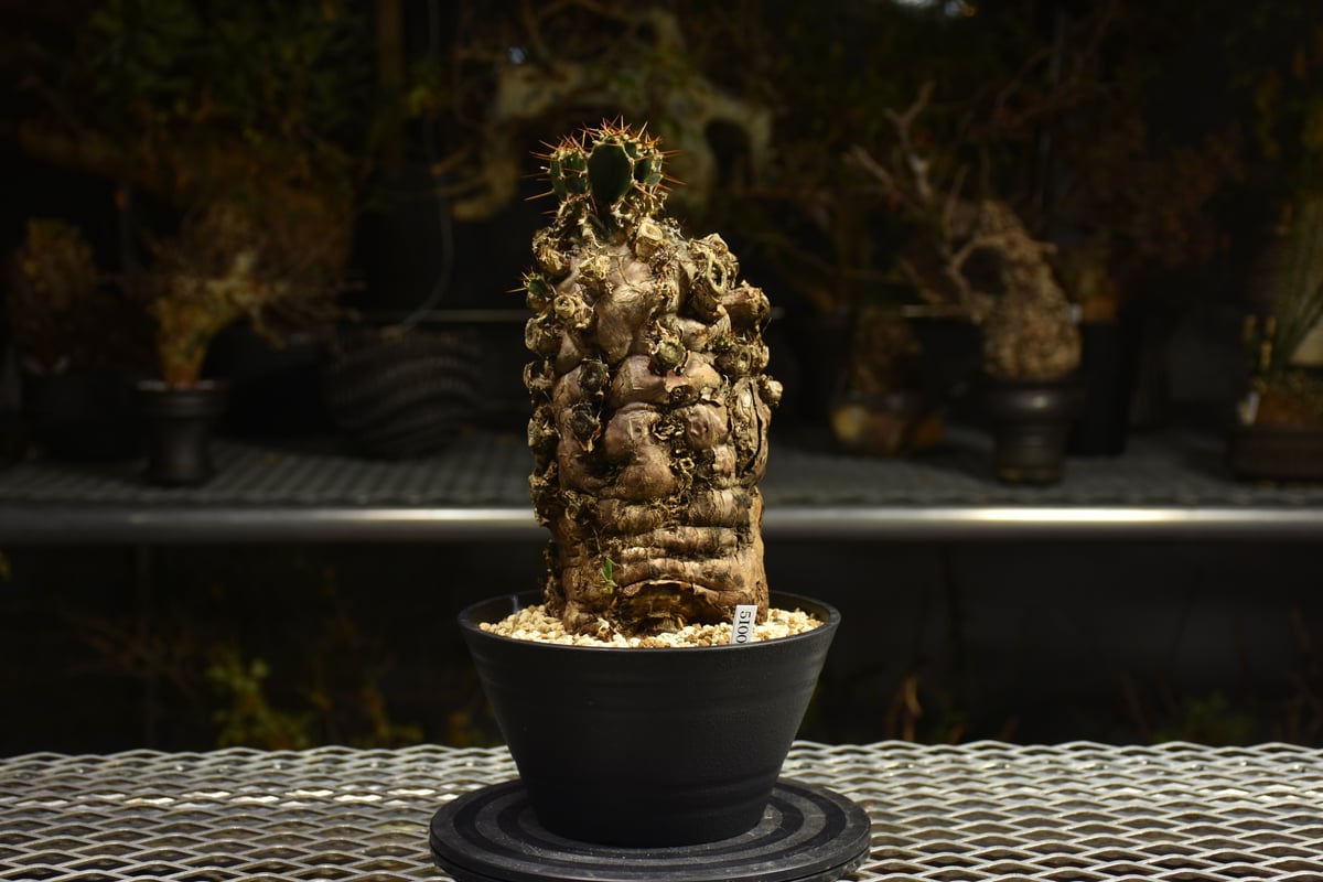 Euphorbia mlanjeana ユーフォルビア ムランジーナ 発根済現地株 I49 |