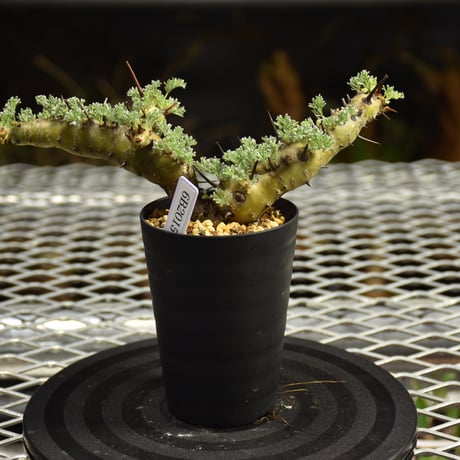 Monsonia herrei　モンソニア ヘレー　発根済現地株 6Bb8