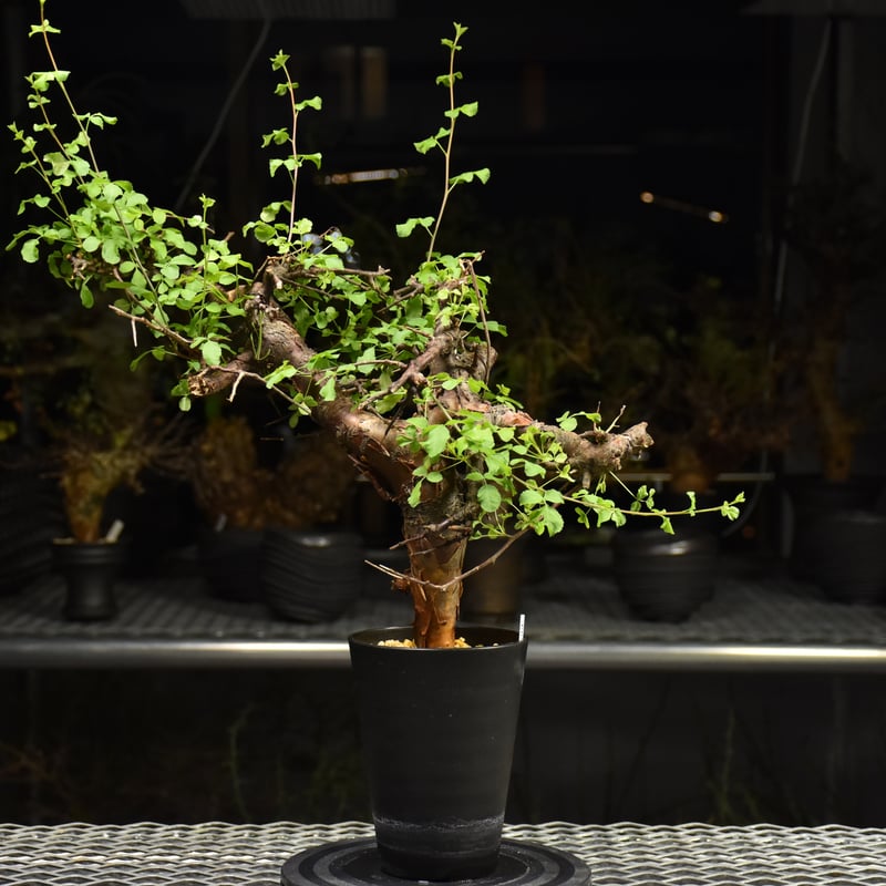【現地株】コミフォラ　ボラネンシス Commiphora Boranensis コミフォラ ボラネンシス 発根済現地株 F24 |
