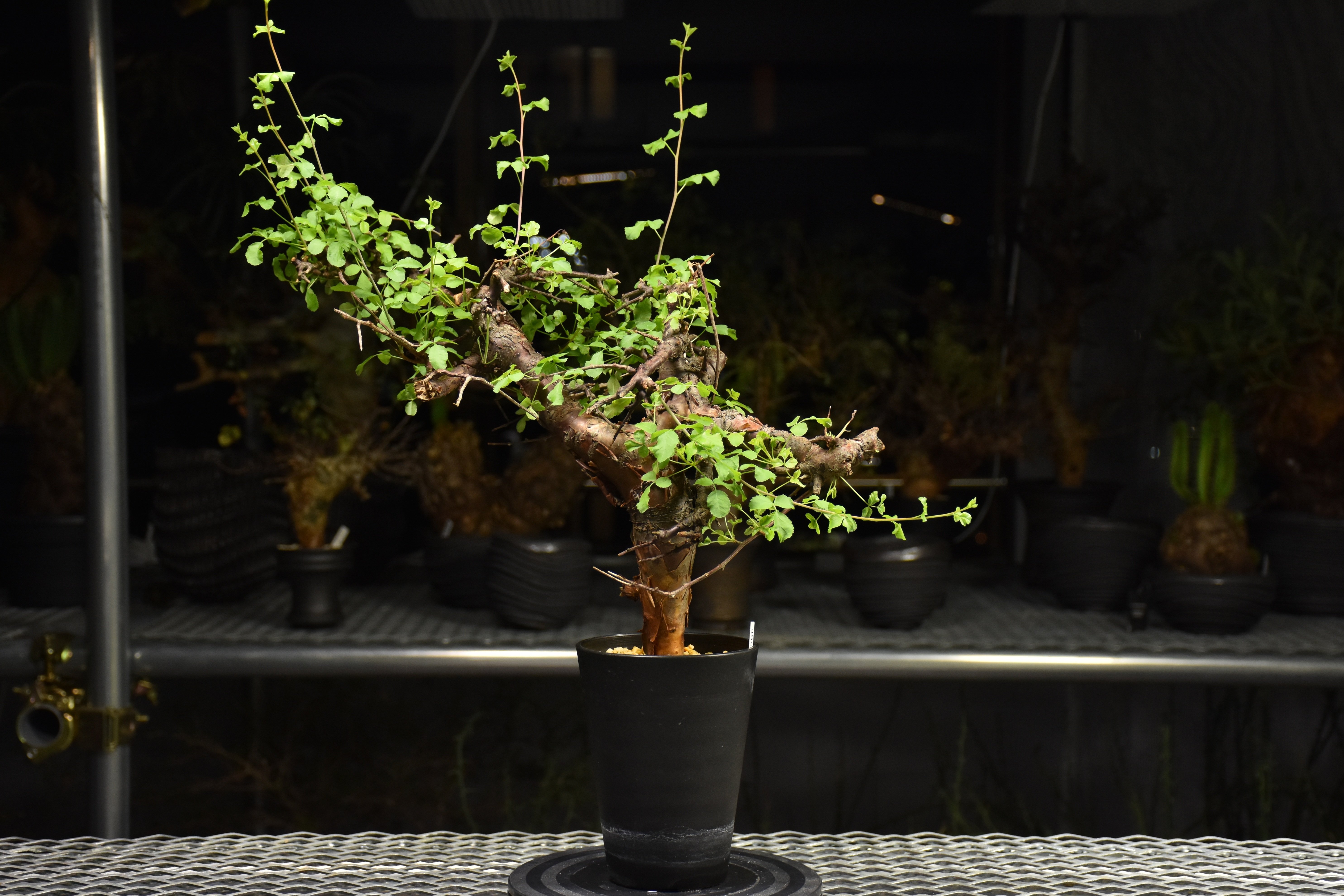 Commiphora Boranensis コミフォラ ボラネンシス 発根済現地株 F24 |