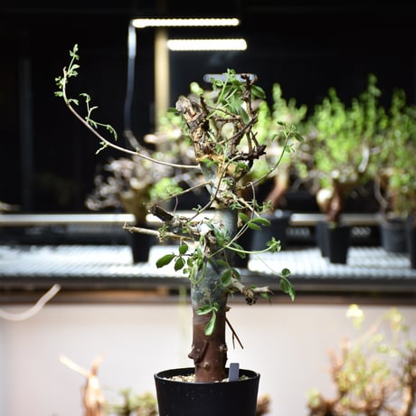 Commiphora holtziana コミフォラ ホルトジアナ 発根済現地株 #7