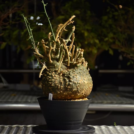 Adenia grobosa アデニア グロボーサ 発根済現地株 D27