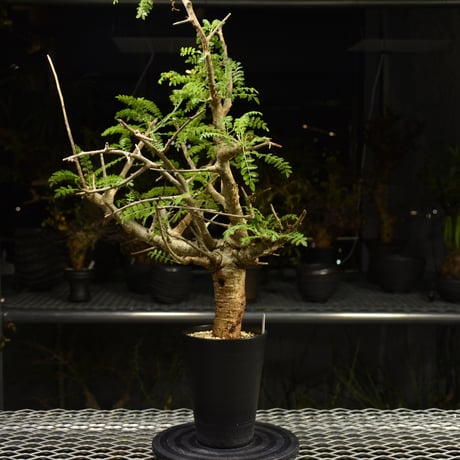Boswellia neglecta　ボスウェリア ネグレクタ　発根済現地株　H14