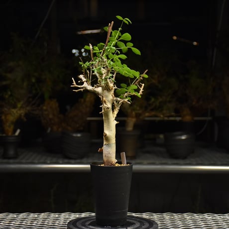 Commiphora holtziana コミフォラ ホルトジアナ 発根済現地株 H27