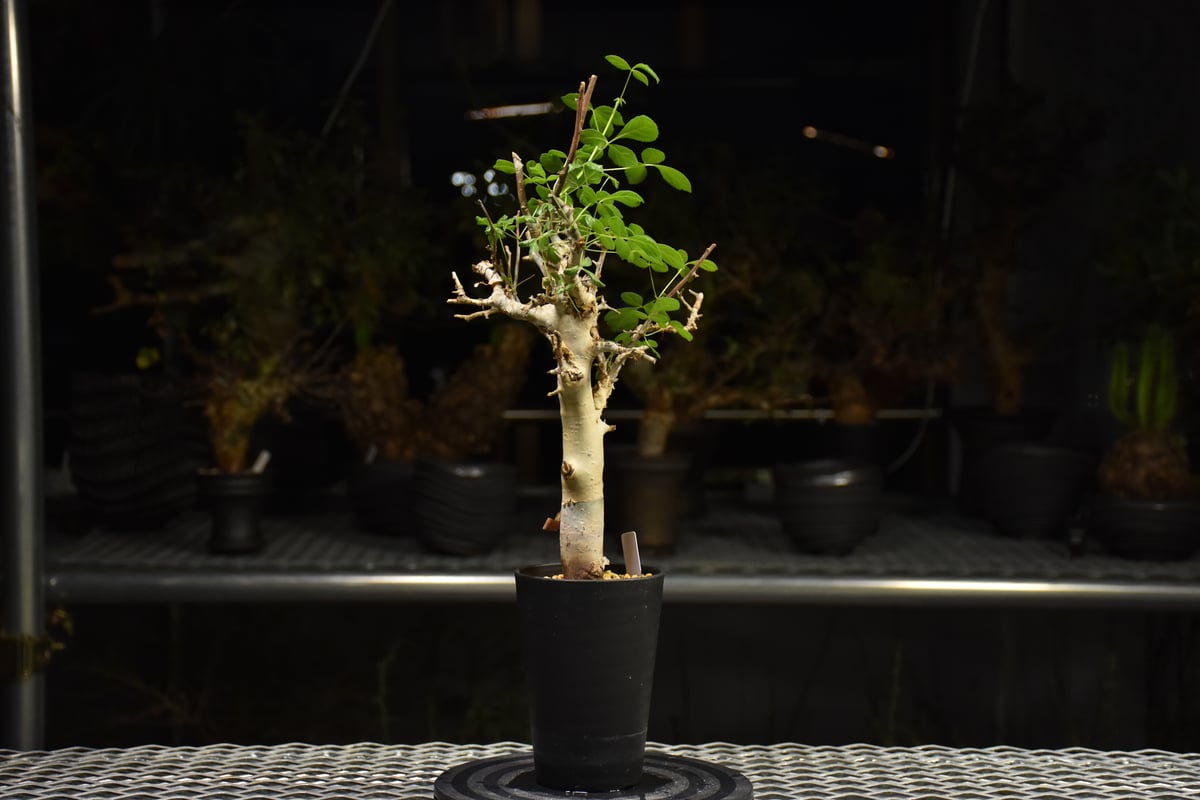 Commiphora holtziana コミフォラ ホルトジアナ 発根済現地株 H27 |