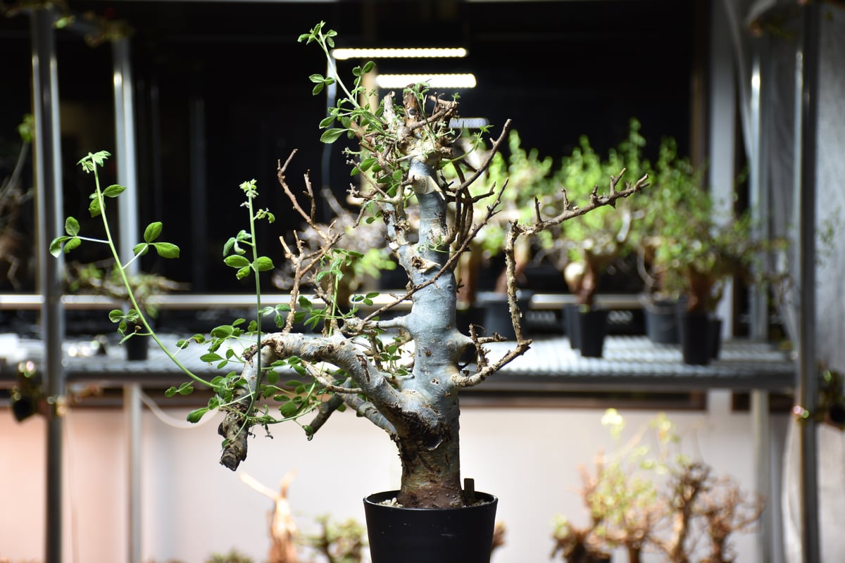 Commiphora holtziana コミフォラ ホルトジアナ 発根済現地株 #8