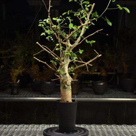 Commiphora holtziana コミフォラ ホルトジアナ 発根済現地株 H28
