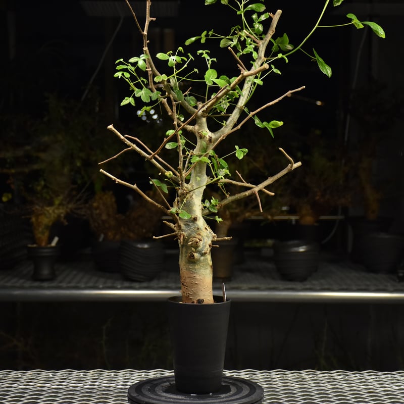 Commiphora holtziana コミフォラ ホルトジアナ 発根済現地株 H28 |