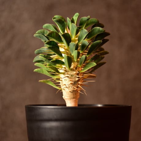 Euphorbia guillauminiana　ユーフォルビア　ギラウミニアナ　実生株 #3