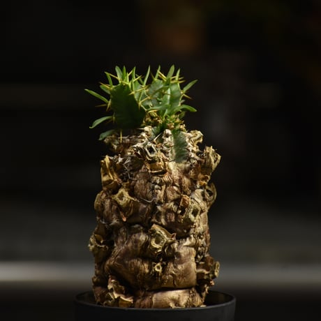 Euphorbia mlanjeana　ユーフォルビア ムランジーナ 発根済現地株 I44