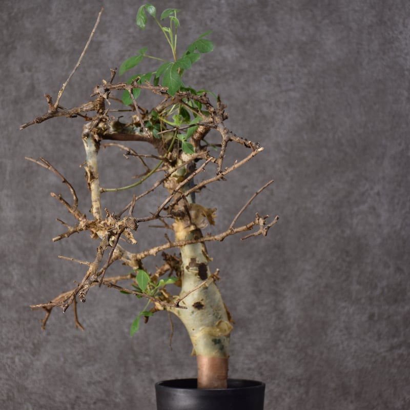 Commiphora holtziana コミフォラ ホルトジアナ 発根済現地株 #3