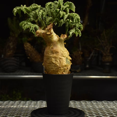 Cyphostemma uter var. macropus　キフォステンマ ウター マクロプス 発根済現地株 I56