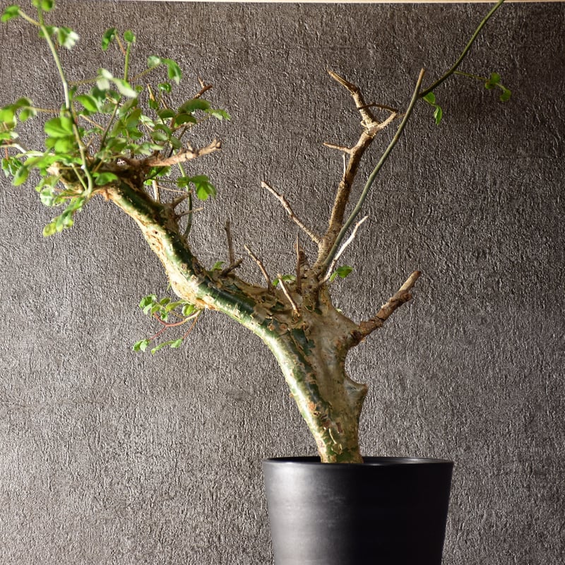 Commiphora campestris var. campestris コミフォラ カンペ