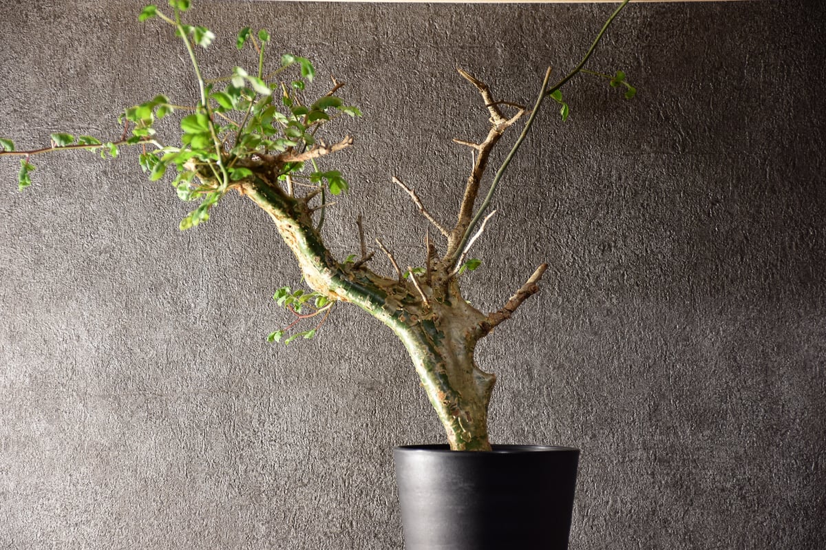 n*o様 特大 コミフォラ カンペストリス Commiphora Campest Commiphora campestris var. campestris コミフォラ カンペ