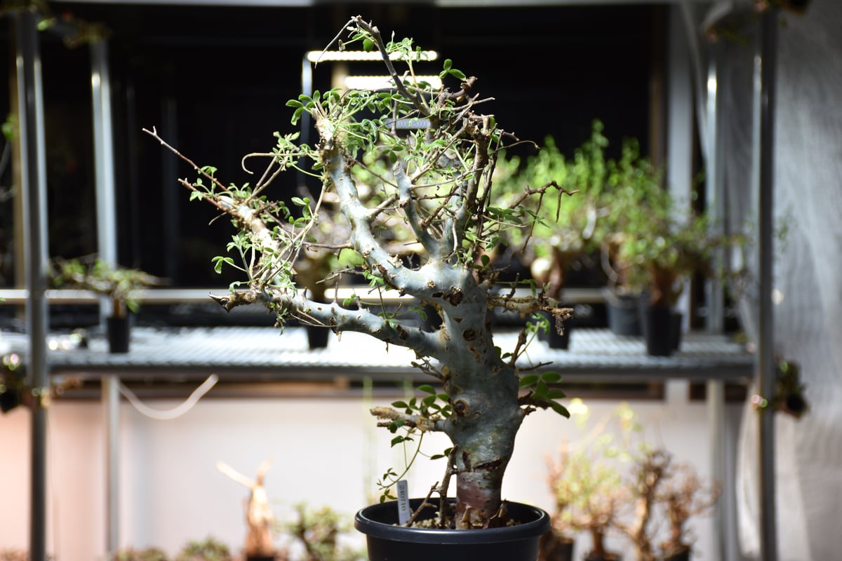 Commiphora holtziana コミフォラ ホルトジアナ 発根済現地株 #4 | B