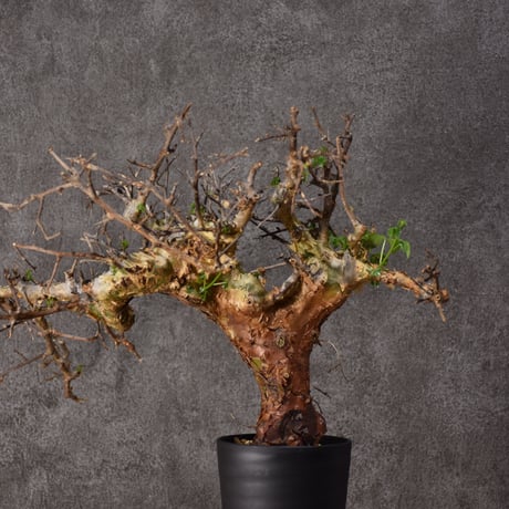 Commiphora cyclophira コミフォラ シクロフィラ 発根済現地株 #2