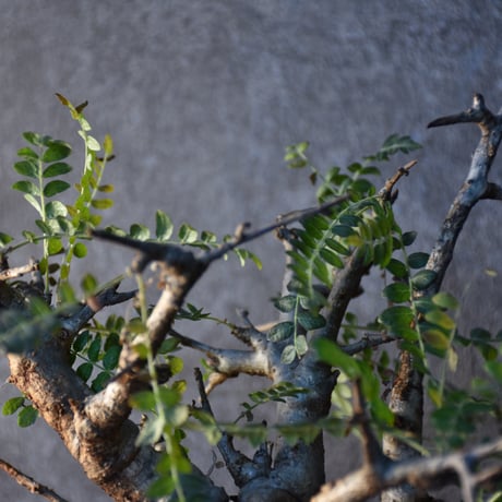 Boswellia neglecta　ボスウェリア ネグレクタ　発根済現地株　#2