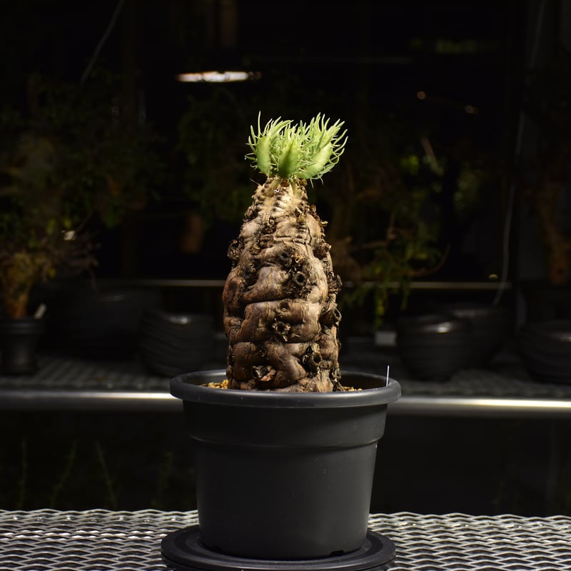 Euphorbia mlanjeana ユーフォルビア ムランジーナ 発根済現地株