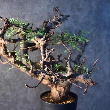 Commiphora pinnate leaves　コミフォラ ピンネイトリーブス　発根済現地株　#1