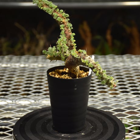 Monsonia herrei　モンソニア ヘレー　発根済現地株 6Bb12