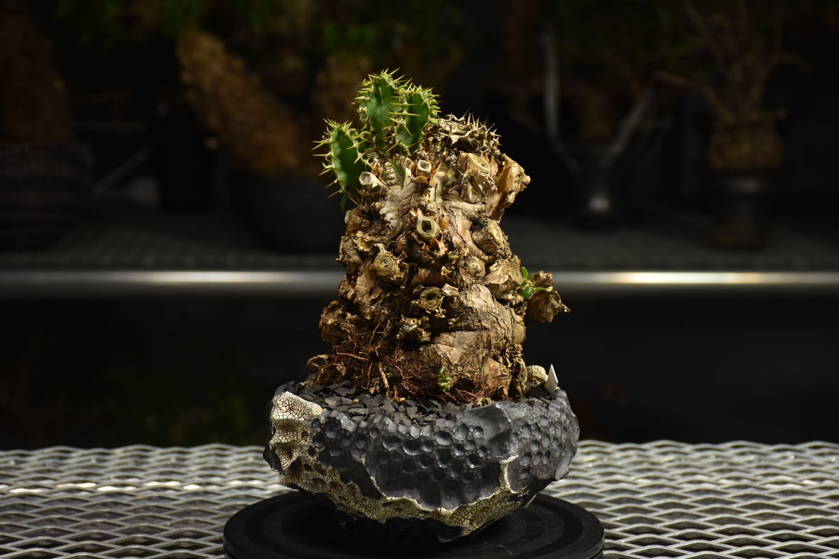 大型　ユーフォルビア　ムランジーナ　活着済 Euphorbia mlanjeana ユーフォルビア ムランジーナ 発根済現地株 I79 |
