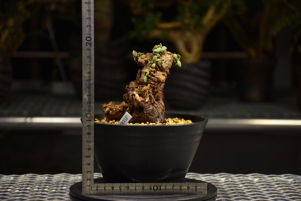 Ceraria pygmaea ケラリア ピグマエア 発根済現地株 F3 | BONDEX