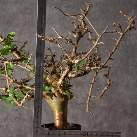 Commiphora habessinica コミフォラ ハベシニカ 発根済現地株 #2