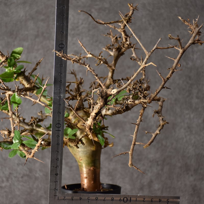 コミフォラ・ハベシニカ　発根済み現地株 Commiphora habessinica コミフォラ ハベシニカ 発根済現地株 #4