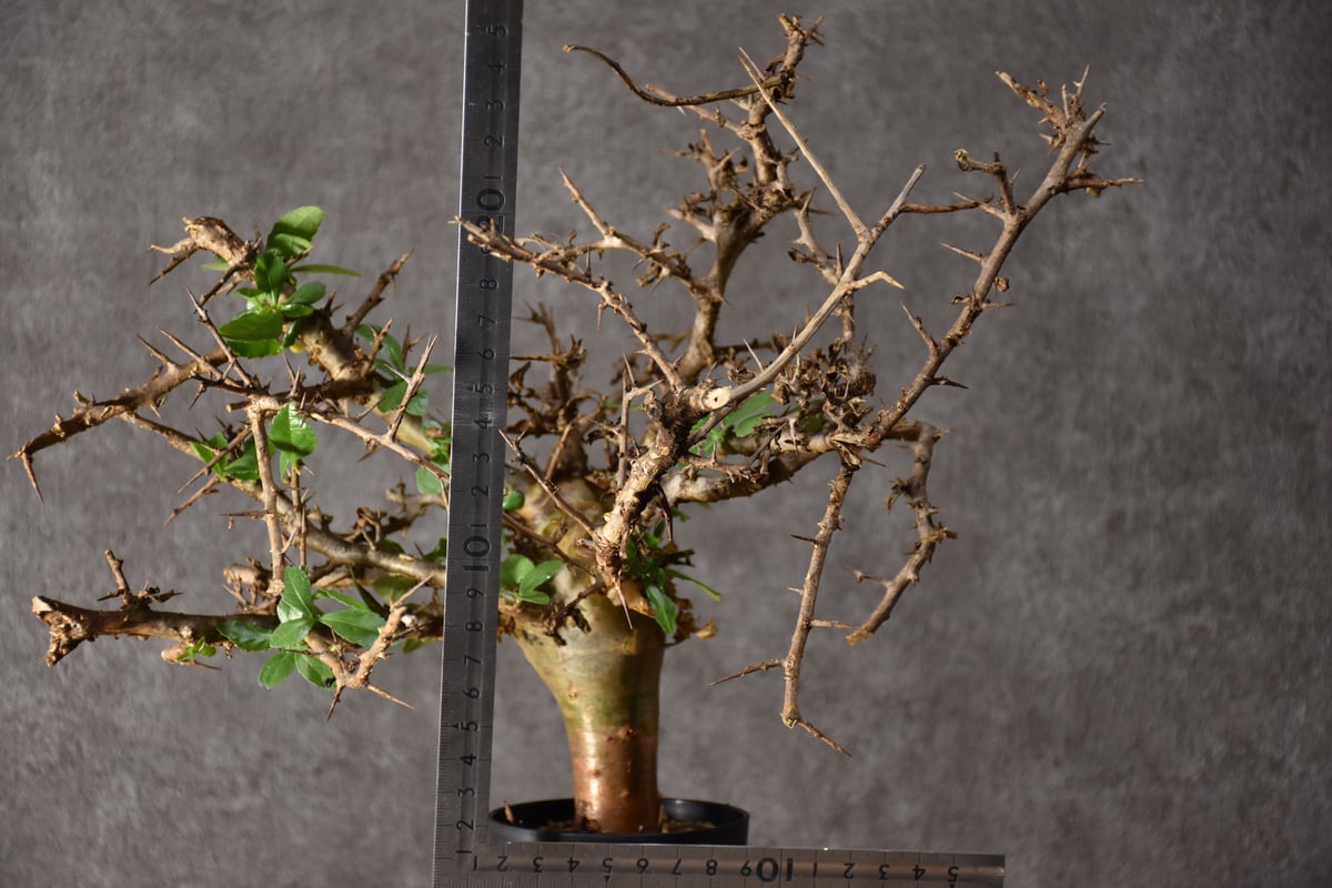 Commiphora habessinica コミフォラ ハベシニカ 発根済現地株 #2 |