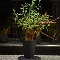 Commiphora glaucescens　コミフォラ グラウケスケンス　発根済現地株　F30