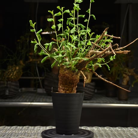 発根済　コミフォラ　サクシコラ Commiphora Cyclophylla コミフォラ シクロフィラ 発根済現地株