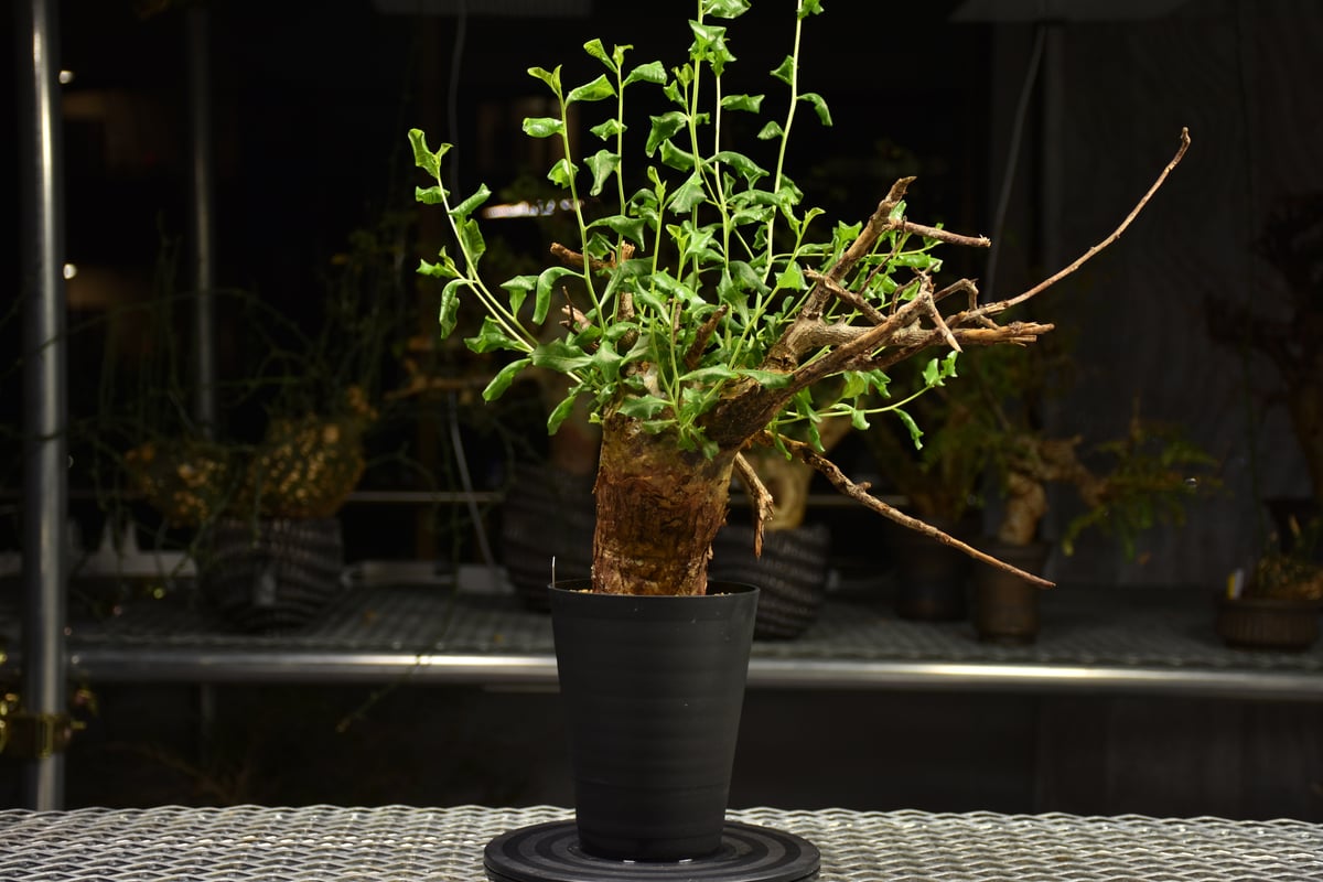 Commiphora glaucescens コミフォラ グラウケスケンス 発根済現地株 F3