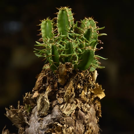 Euphorbia mlanjeana　ユーフォルビア ムランジーナ 発根済現地株 I42